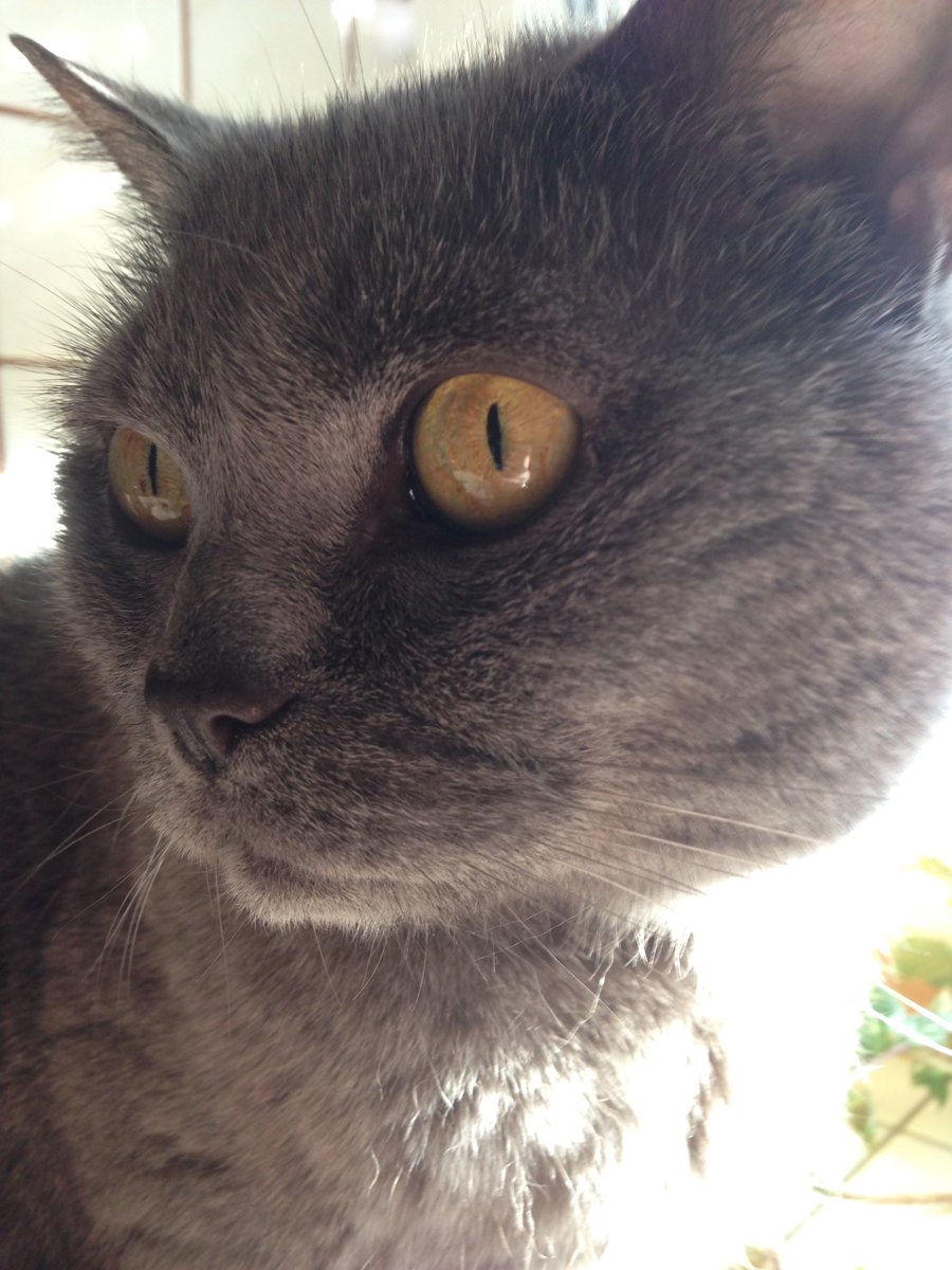 nikasparkle's tweet photo. Topmodel Katze 2.0
#GermanysNextCatmodel https://t.co/UjNBkju5zT