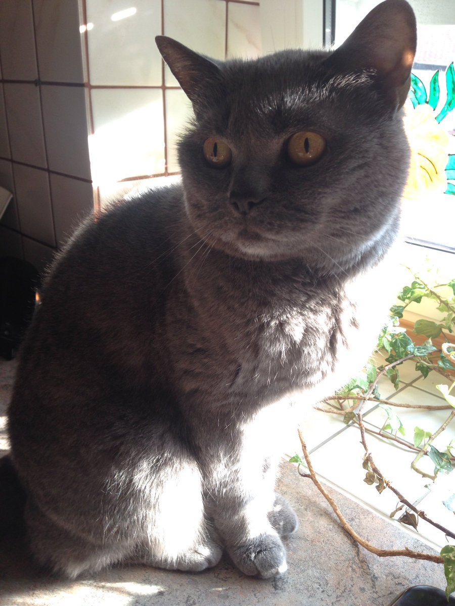 nikasparkle's tweet photo. Topmodel Katze 2.0
#GermanysNextCatmodel https://t.co/UjNBkju5zT