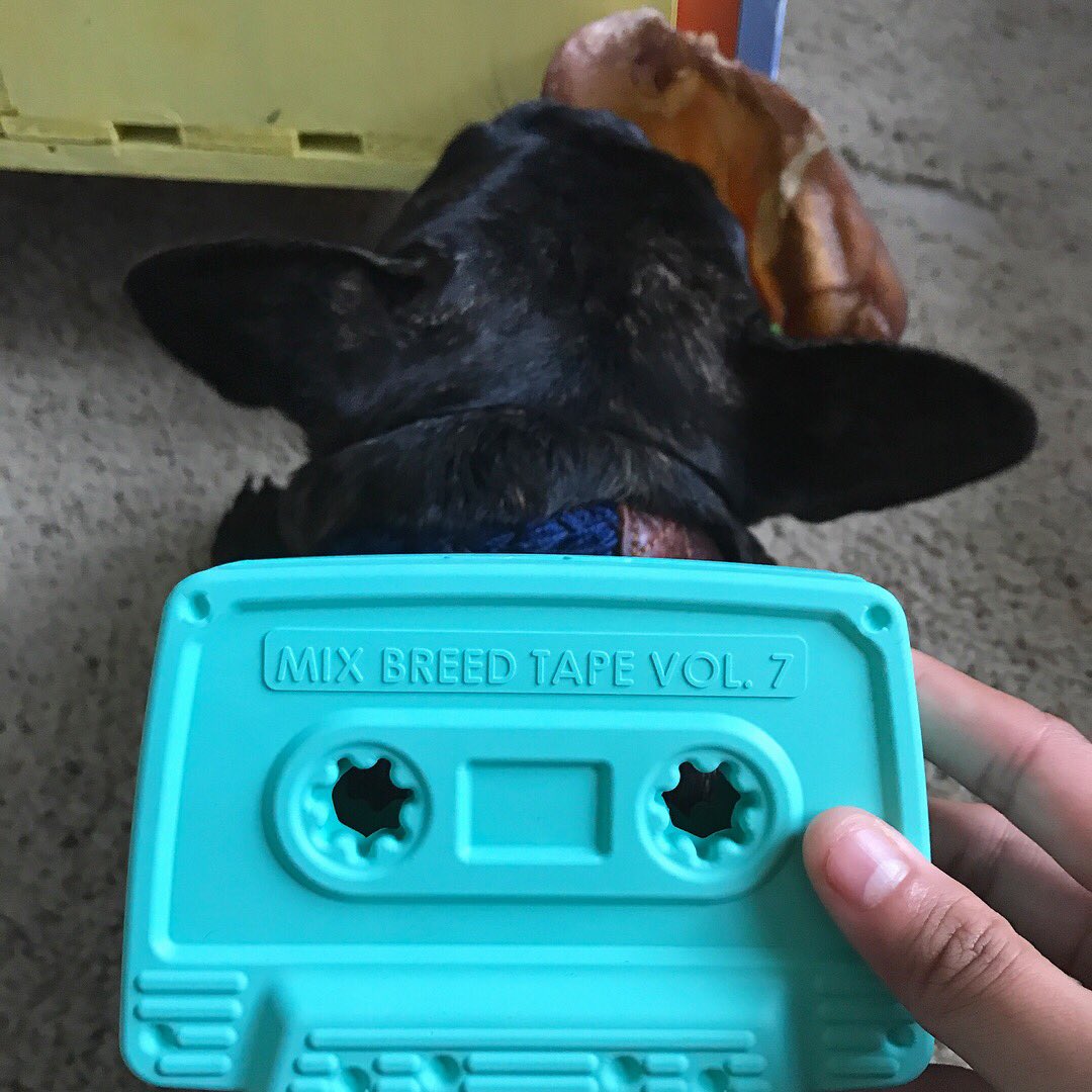 mermaidjxo's tweet photo. Pawtyin like it's 1990! Ziggys first barkbox &amp; its 90s theme. I can't with the fanny pack 😍 #ThrowBarkThursday https://t.co/UluQqdMT15