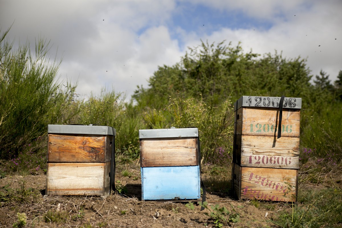 caltunney's tweet photo. Nice to see migratory bees in action on hols in France. Brought in to feed off Alder Buckthorn, a rare and fragrant honey #bees #beekeeper https://t.co/xcNPywV6zu