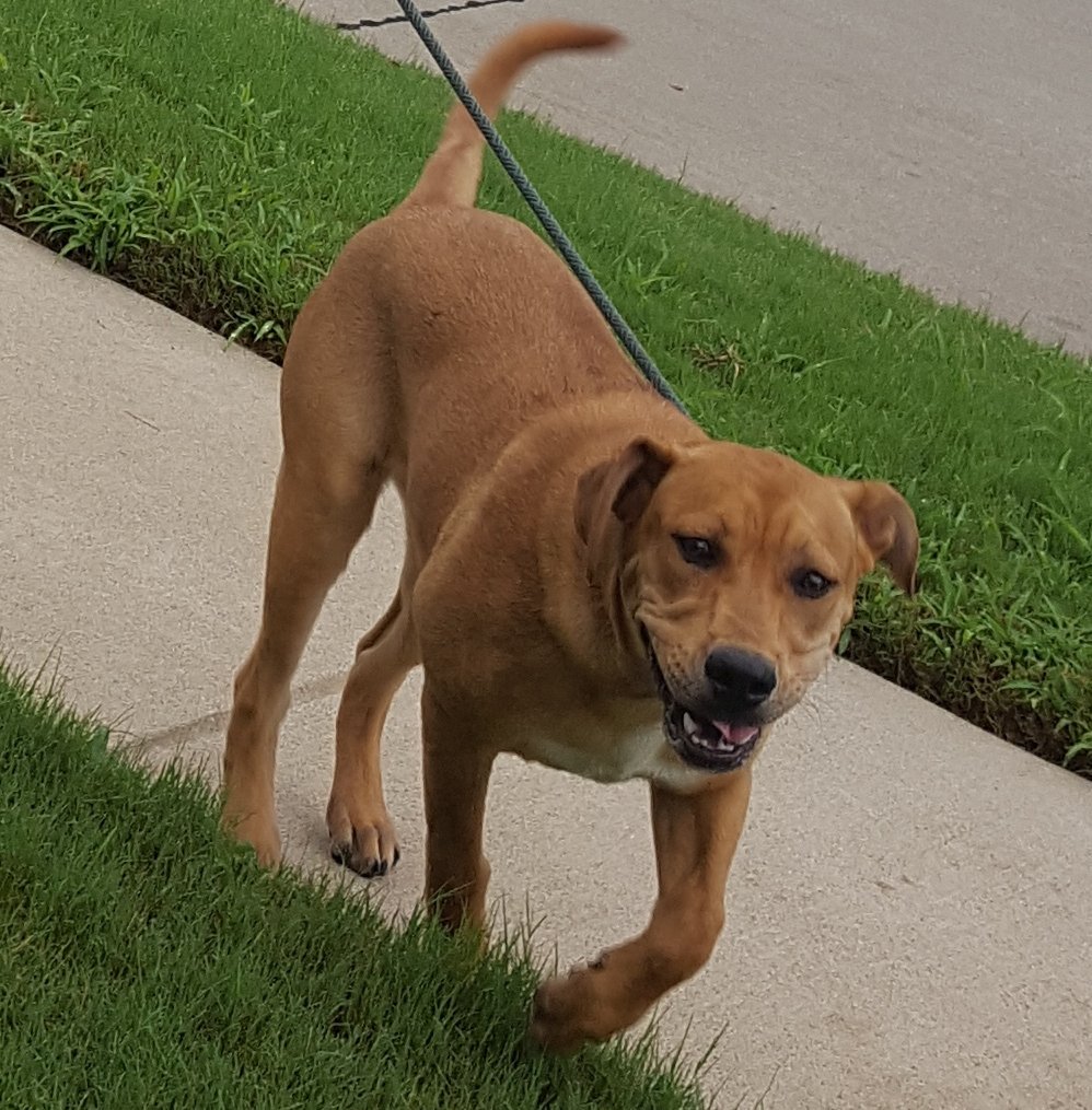 texstargazer's tweet photo. Happy News!  Bella has now been reunited with her family!  😍💛💚💙🤗 https://t.co/YjpB5tWKHz