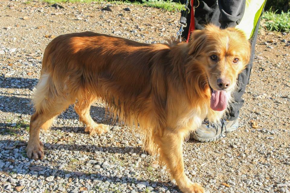 bcn_ajuntament's tweet photo. Esterilitzar gossos, gats i fures és obligatori per evitar abandonaments i naixements no desitjats. #benestaranimal https://t.co/YxN0TftPKv https://t.co/EZcpPf80eF