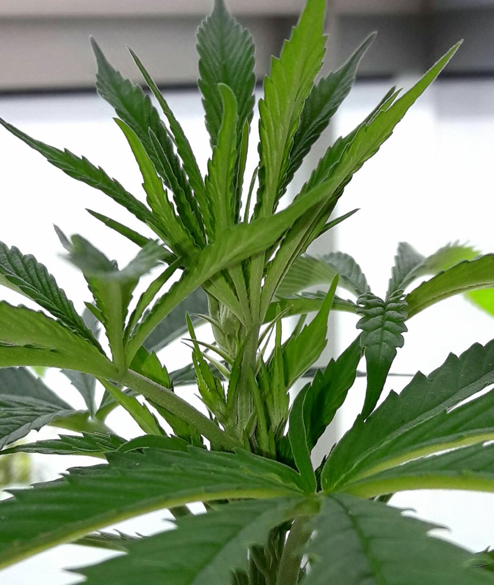 Apez140's tweet photo. @weedseeds_UK @Adler_Sinclair @TricomitoS @INMAQ16 @barbatesa @AdrycManellson @ChanelPalenzue1 @sweetseeds_es @advnutrients_es @Roxeles @MARIJUANAM4N @badilandia Good Afternoon Jamin an to All You Cía.
Health, Peace, Love and Seeds from My Cove at Cantabria:-)))
Here is #SpitfireOne.
Hugs..:-))) https://t.co/3jPaKCgbnU
