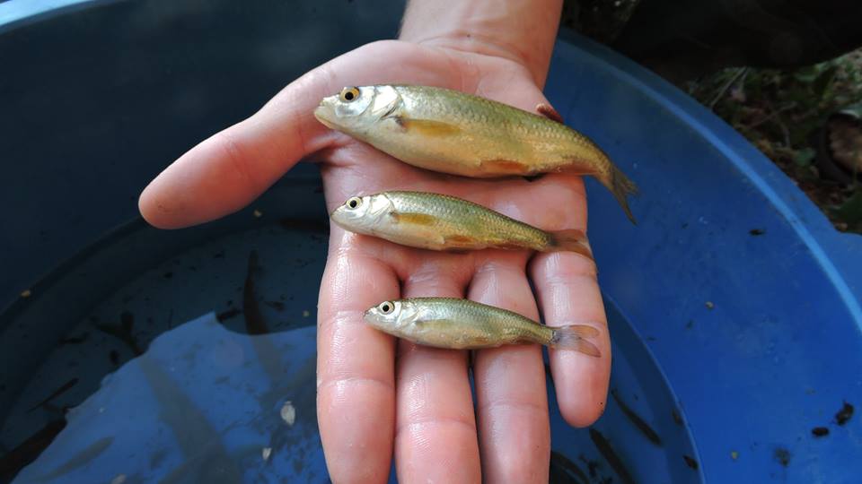 SEGURARIVERLINK's tweet photo. https://t.co/owQrKmmt68 Impresionante e imprescindible vídeo del seguimiento de peces en el @SEGURARIVERLINK elaborado por @UMU https://t.co/5xLxhuTyrG