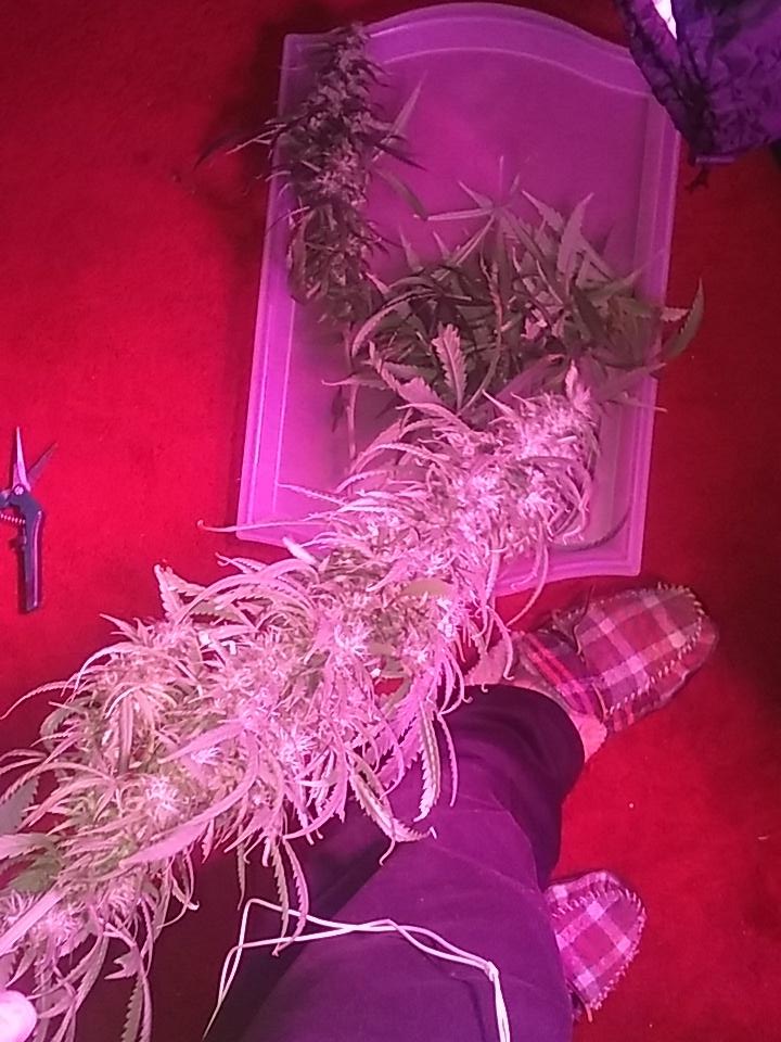 cmartin0725's tweet photo. I feel like I'm holding a mini bat LOL #buddhastree #cleanroots #PK9-18 #ssh..... And then mini bat 2 haha ๐ https://t.co/GVuyULzt5q