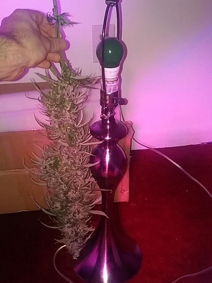 cmartin0725's tweet photo. I feel like I'm holding a mini bat LOL #buddhastree #cleanroots #PK9-18 #ssh..... And then mini bat 2 haha ๐ https://t.co/GVuyULzt5q