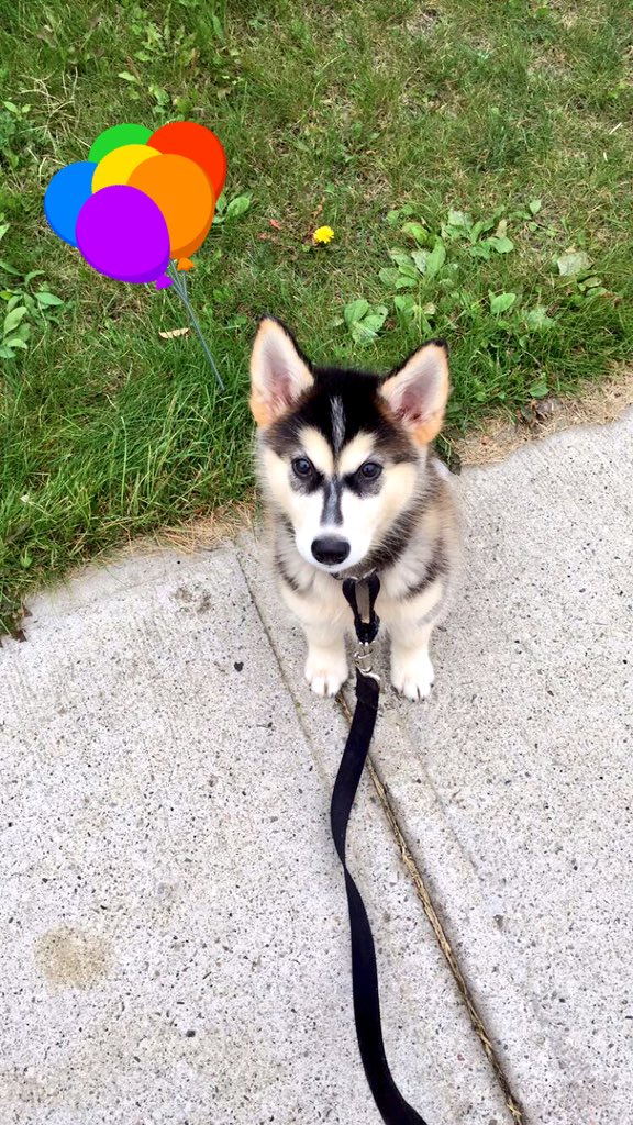 baibeedoll's tweet photo. Happy 2nd Barkday, Bruin!! You're my favorite jerk!!! #HappyBirthday https://t.co/IeW9VjQhDT
