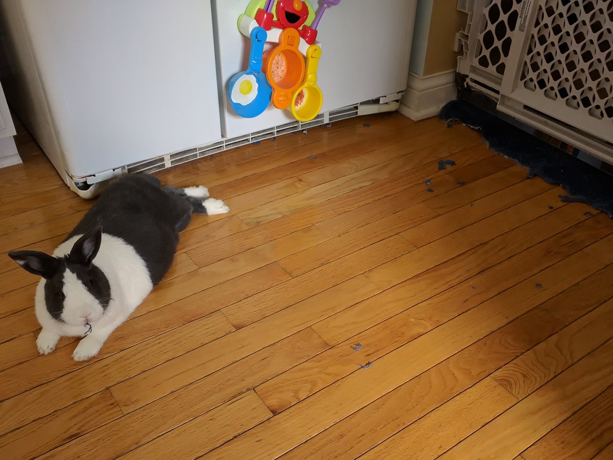 n8jmr's tweet photo. Whiskers says she doesn't know who chewed on the rug! #Rabbit #GuiltyPets https://t.co/w0j5pPTg2B