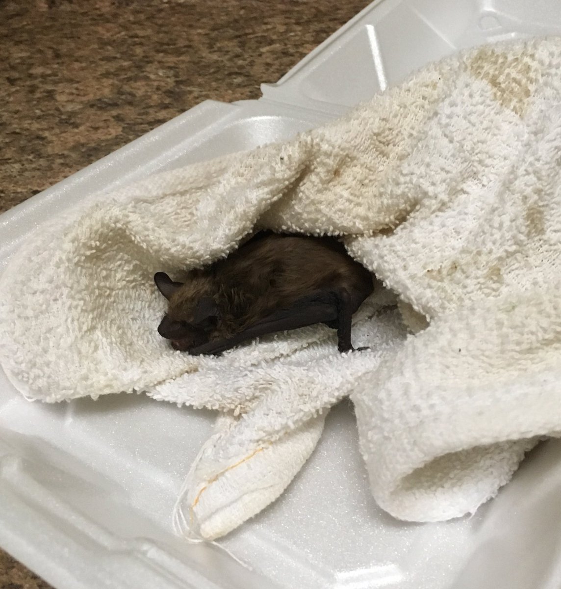 AmbeeNichole31's tweet photo. WE SAVED A BAT THIS MORNING!!!🦇 https://t.co/AlNWG5xnnl