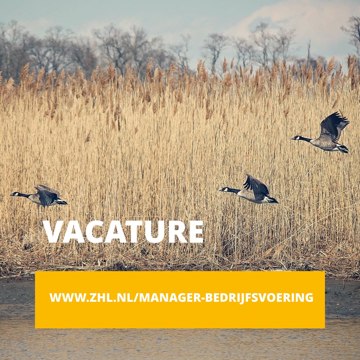 Ben jij de slimme peoplemanager met een financiële achtergrond die goed een intern netwerk kan opbouwen? #vacature 

zhl.nl/manager-bedrij…