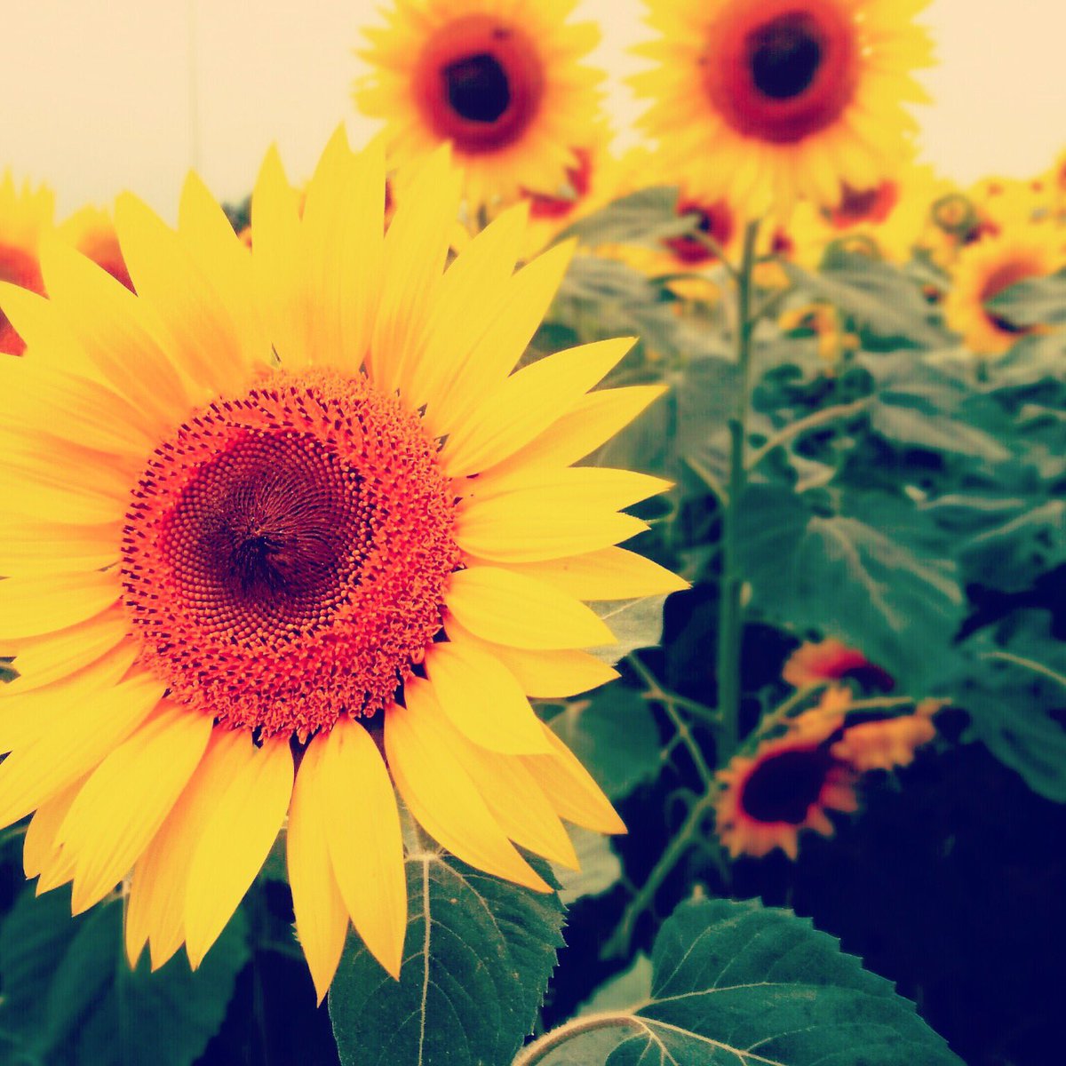 _kintaaa's tweet photo. 楽しみにしてたひまわり🌻
生憎の雨☂️だけど、綺麗で
感動した(((o(*ﾟ▽ﾟ*)o)))♡ https://t.co/rE4f1jZKcg