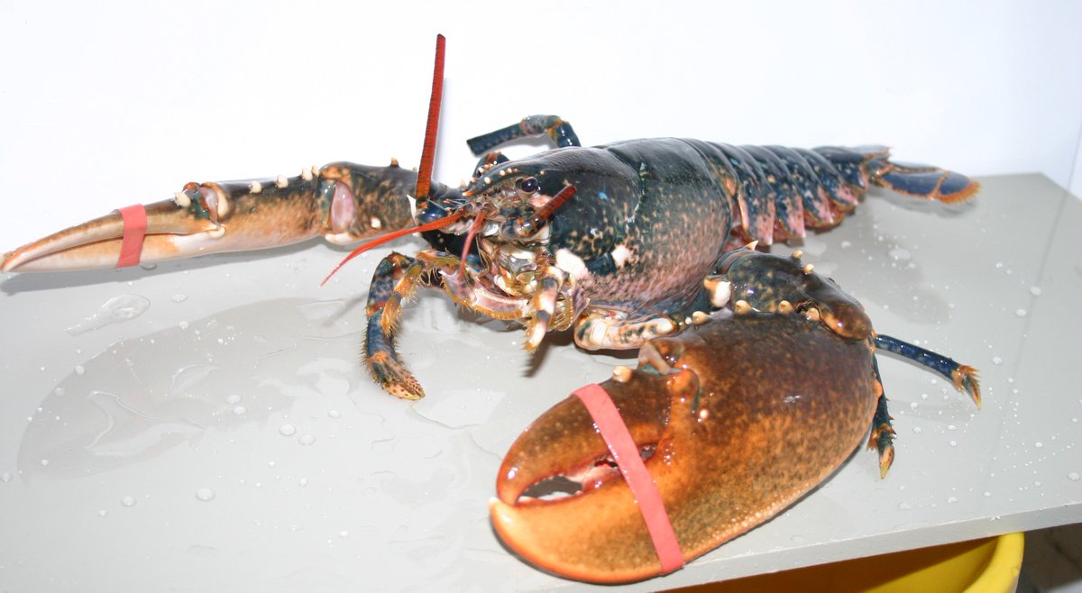 ToddFishLobster's tweet photo. Last day of our #competition to #win two #lobsters https://t.co/j197VQzA8d Details on our website. #BestFishes https://t.co/MQLUDWwK1m