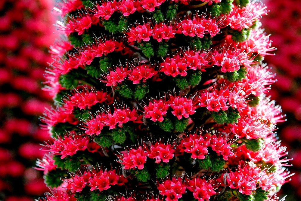 世界の花図鑑 Twitterren エキウム ローズクォーツ 愛知のデンパークが独自に作り出した花 タワー式の美しい花で その姿から ジュエリータワー 宝石の塔 と呼ばれています ここでしか見ることのできない珍しい花です