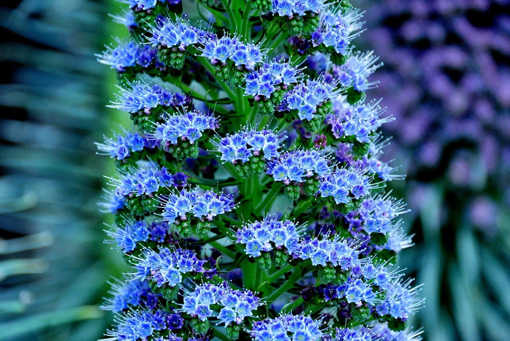 世界の花図鑑 エキウム ローズクォーツ 愛知のデンパークが独自に作り出した花 タワー式の美しい花で その姿から ジュエリータワー 宝石の塔 と呼ばれています ここでしか見ることのできない珍しい花です