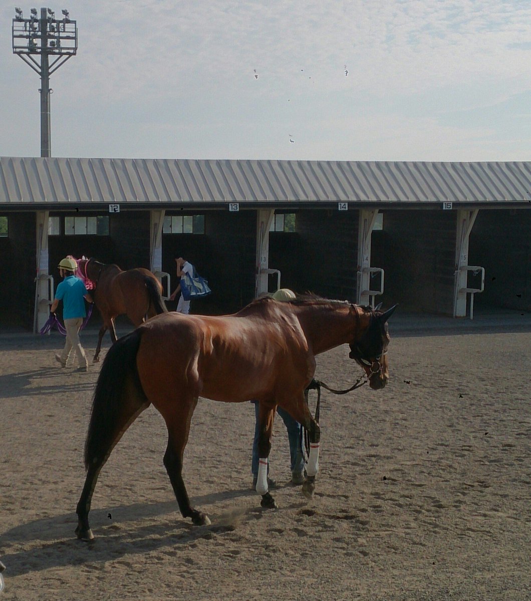 中川の智 国内最高齢競走馬 クラベストダンサー 牝 17歳 本来であったら娘や息子であっても 不思議ない年齢の馬 たちと今日も競走しました 馬体の張りやなんかは他馬に引けを取らずも結果は殿 無事是名馬 お疲れ様でした
