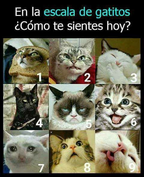 Cómo se sienten mano gatunos? Buen día!