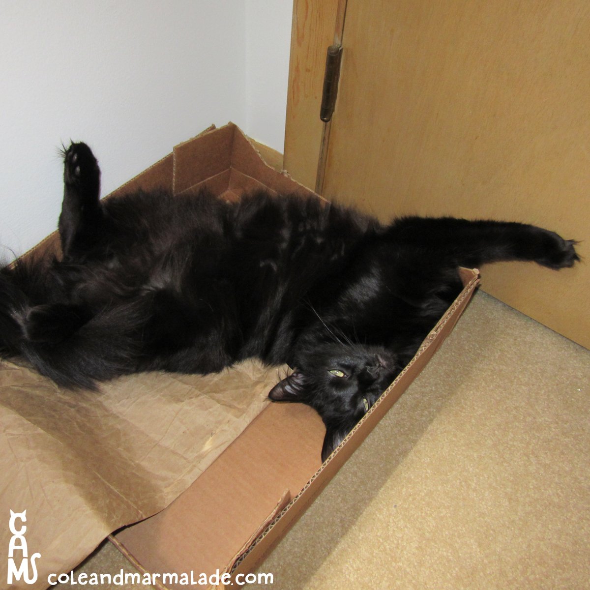 ColeTheBlackCat's tweet photo. I'm curious, does anyone still purrchase cat beds? :)
#everythingisacatbed #catsoftwitter #coleandmarmalade https://t.co/V9qsEnPsP1