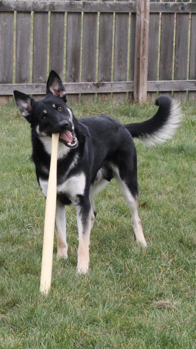 MidwestKate's tweet image. I'm kind of obsessed with my dog. And with taking pictures of him 😍