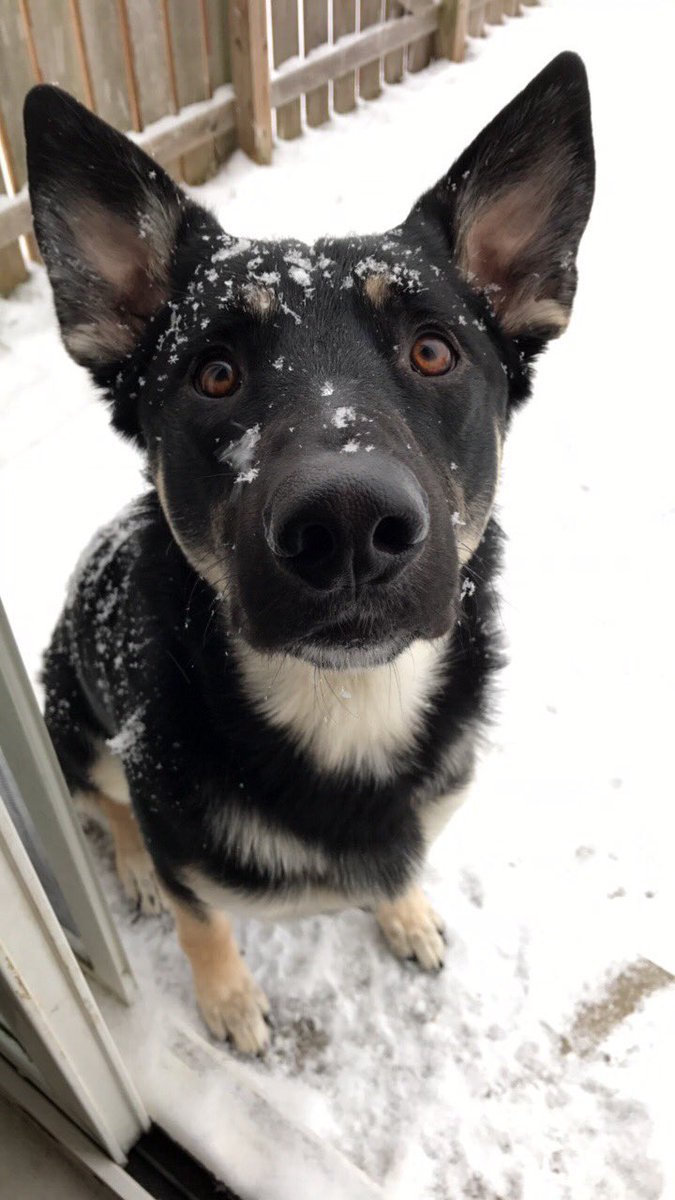 MidwestKate's tweet image. I'm kind of obsessed with my dog. And with taking pictures of him 😍