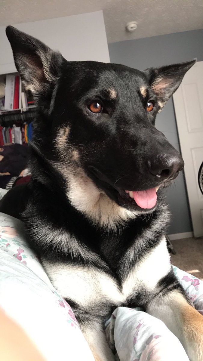 MidwestKate's tweet image. I'm kind of obsessed with my dog. And with taking pictures of him 😍