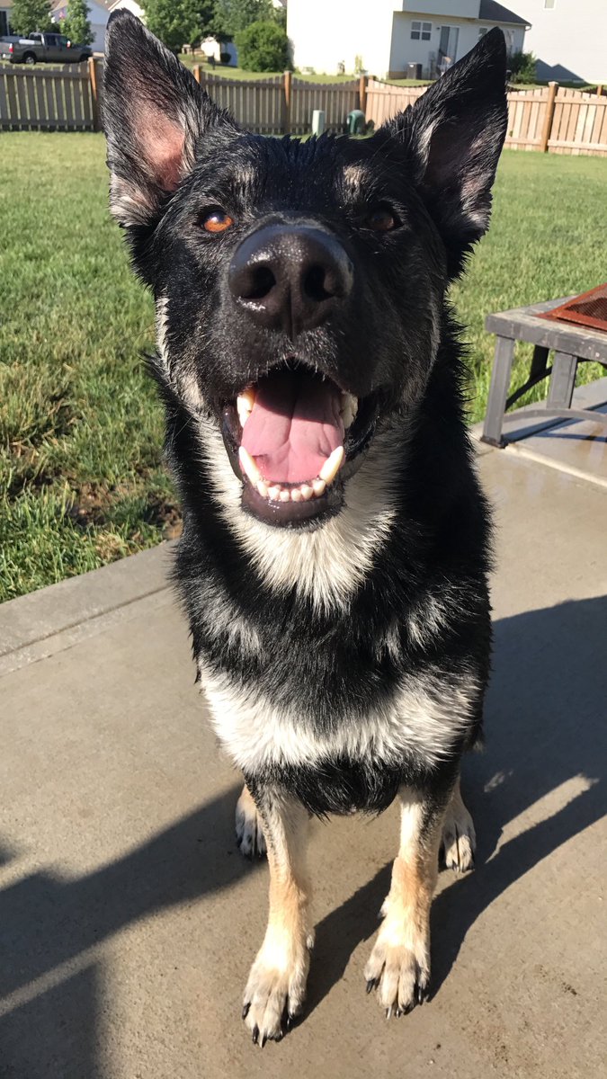 MidwestKate's tweet image. I'm kind of obsessed with my dog. And with taking pictures of him 😍