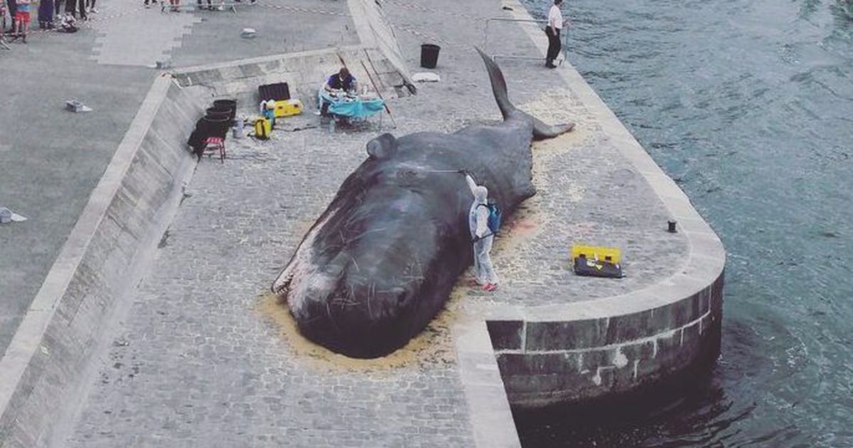 techgyd4u's tweet image. Beached whale in Paris turns out to be an art piece
crwd.fr/2uoXz0j