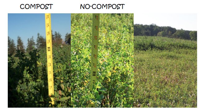 PeakCompost's tweet photo. Why use compost? Well the proof is in the picture! #yyccc #ABag #compost #Calgary #Horticulture https://t.co/T24NXiMg70