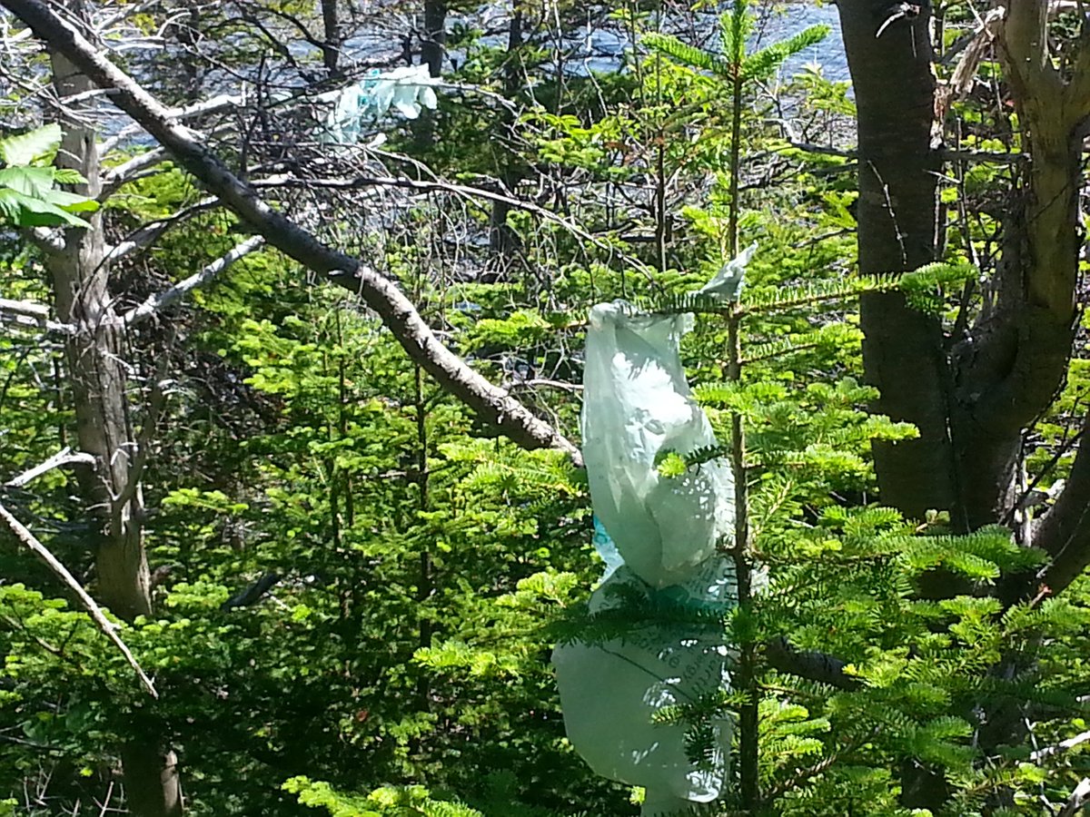 tinafillier's tweet photo. Sugar Loaf Trail
Ocean vs. Plastic bags.
MAKE THE CHANGE.#vocmopenline https://t.co/AF8MgwqRKs
