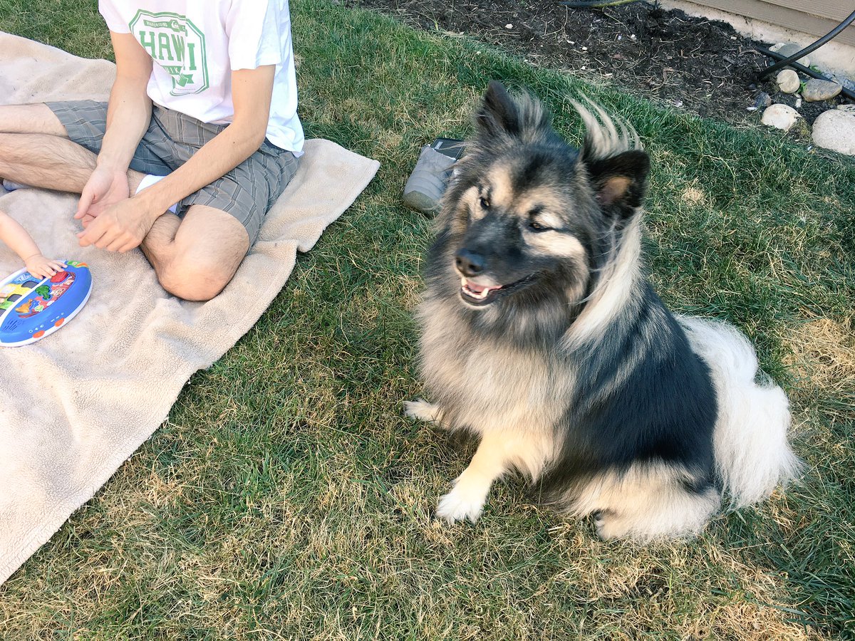 OhHelloJuno's tweet photo. Backyard party! BabyBoss is providing the music and I'm providing the security. #Keeshond #OurLawnNeedsWater https://t.co/yPdL2x6NDU