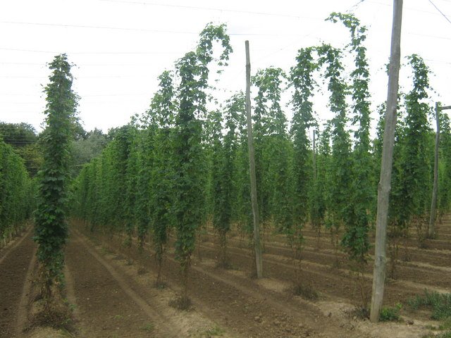 Comparing and Selecting Hops with this Hop Chart buff.ly/2jifeQm #CraftBeer