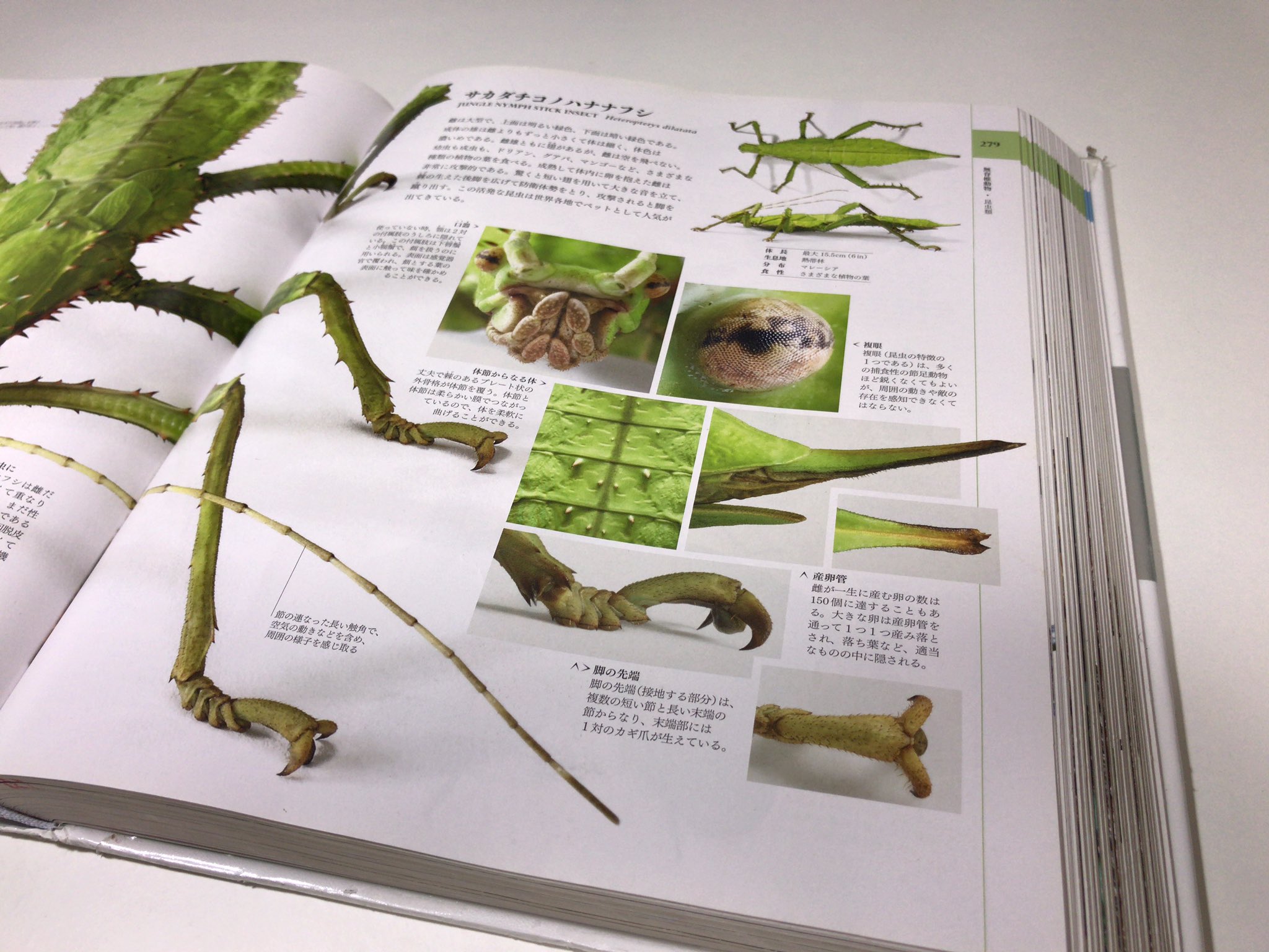 にかいどう 機械生物図鑑 Lets And Go 記事レイアウトも無駄にカッコイイのでオススメですよ T Co Xwcl8ijn5h Twitter