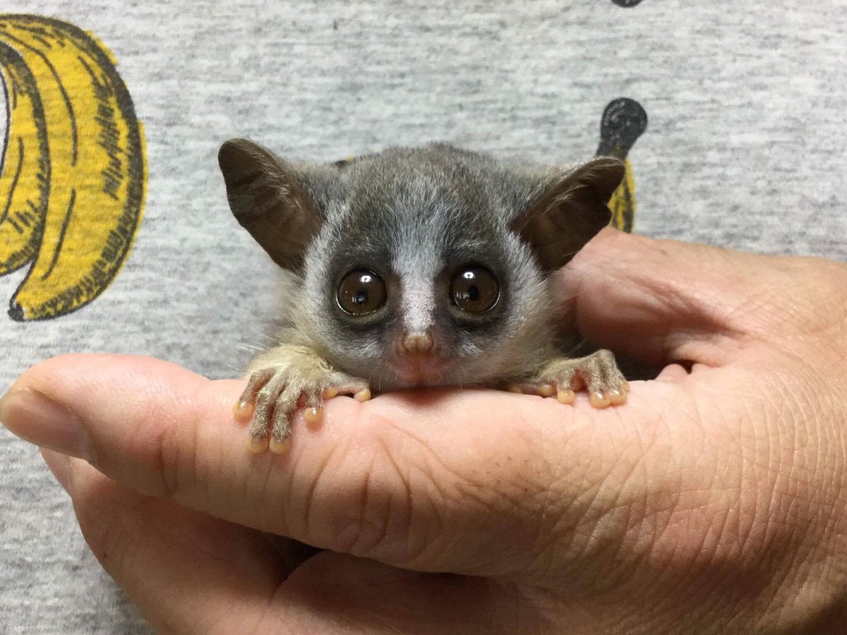 最も気に入った ショウガラゴ 価格 人気の画像をダウンロードする