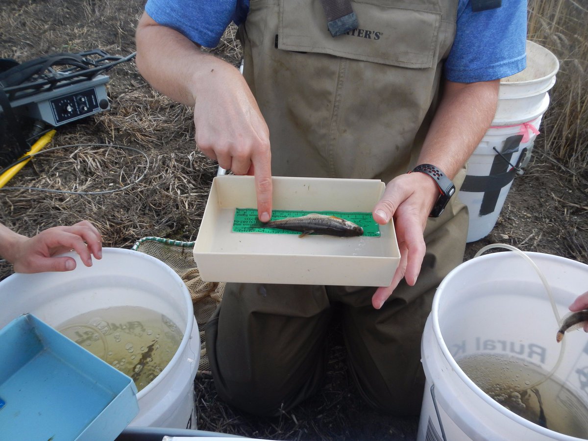 DrKatfish's tweet photo. The electroshocker temporarily stuns the fish so we can collect them for ID &amp; measurement (length/weight) - they're then released back. https://t.co/MV9MveS0ae