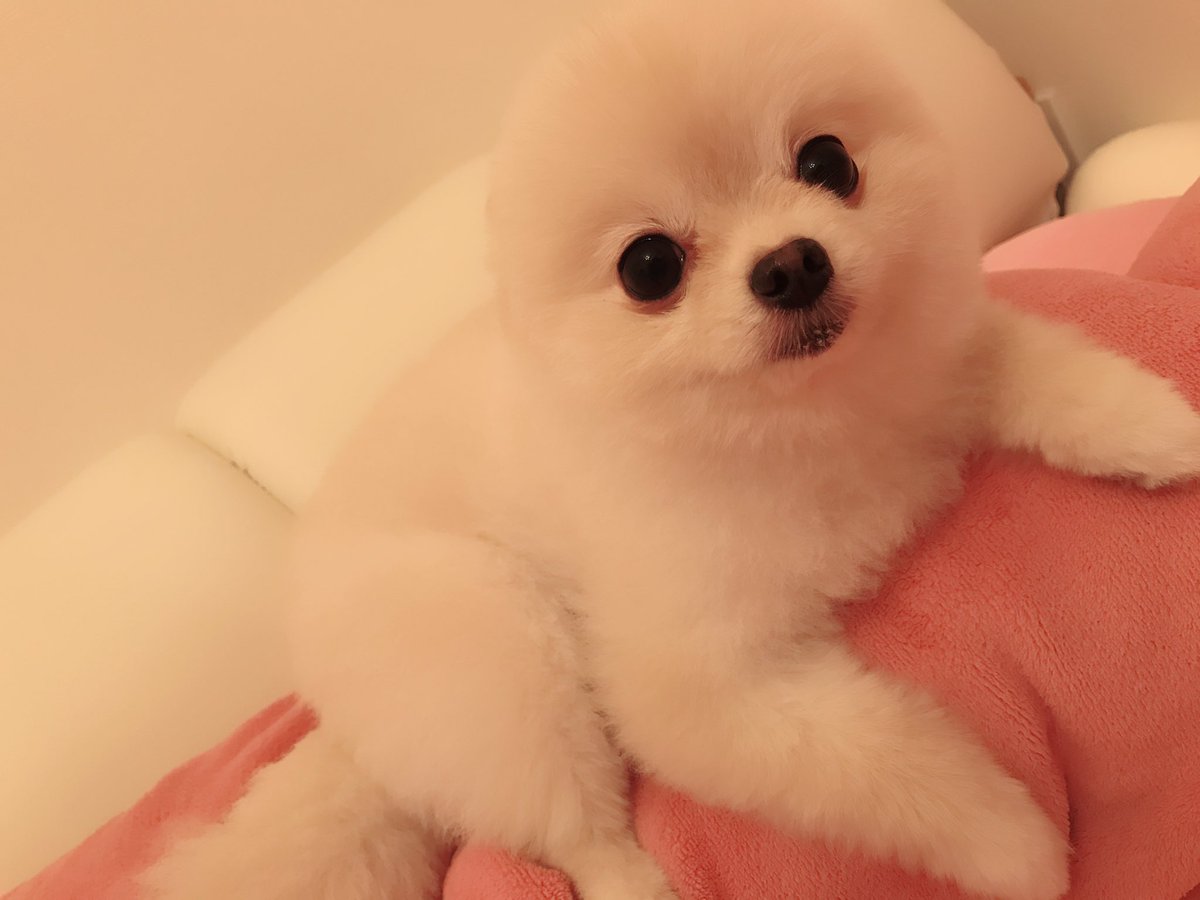 チユウ とも みちゃん 更新写真アップありがとう コロンちゃん の前世が 前前前世が アザラシ だったのかも って あるかー Ww とも みちゃん コロン めっちゃ 可愛いね チユウ とも みちゃん 更新写真アップありがとう コロンちゃん の前世が 前前前世が アザラシ だったのかも って あるかー Ww とも みちゃん コロン めっちゃ 可愛いね