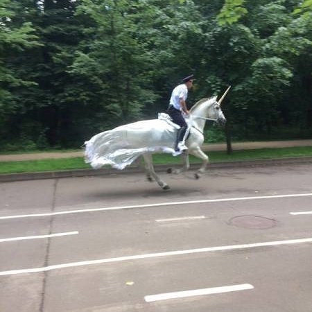 SasakiTime's tweet photo. Where is he off too??? #unicorn #happytuesday #startthedaywithasmile #thingsyoudontexpecttosee https://t.co/YZU5QKZJ8f