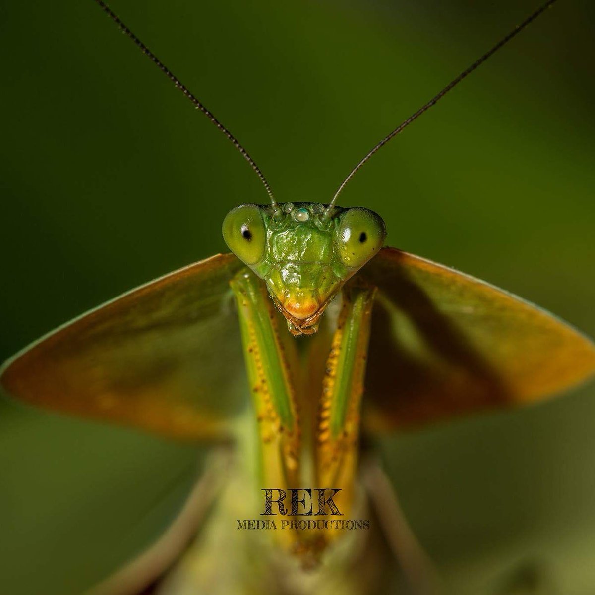 Cloudbridge2017's tweet photo. This shield mantis found in the Costa Rica, using leaf mimicry 2 decive preditors &amp; prey #prayingmantis #costarica #cloudbridgenaturereserve https://t.co/UMK2pupivQ