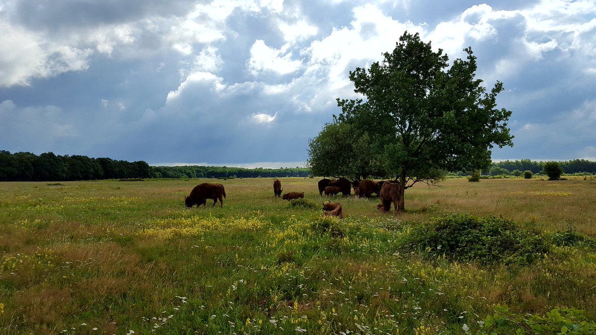 Wisenten in een bloemrijke begrazing,#Maashorst.