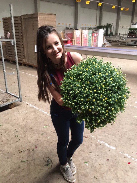 Gardenmums from Belgium now on our webshop.