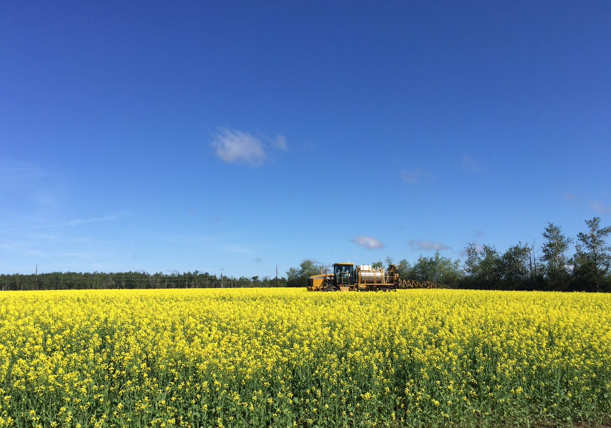 MariekePatton's tweet photo. Finally got my #ProlineTime ride along! @SammonsJonathan almost hiding in the #InVigor 5440 #Canola #Ontag https://t.co/tlzY1XYBqs