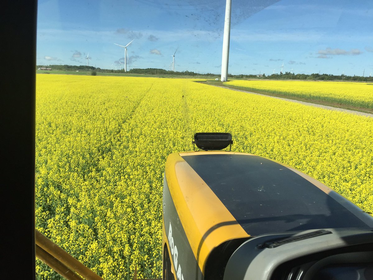 MariekePatton's tweet photo. Finally got my #ProlineTime ride along! @SammonsJonathan almost hiding in the #InVigor 5440 #Canola #Ontag https://t.co/tlzY1XYBqs