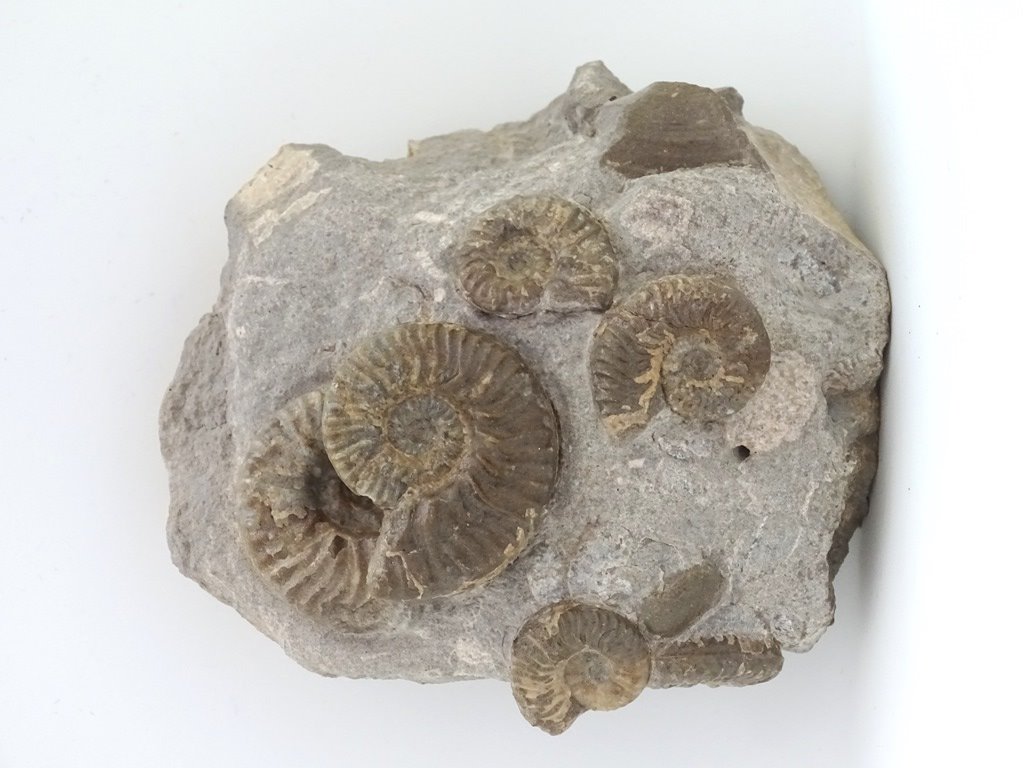 ForeshoreFossil's tweet image. Increasingly Rare Multi Block Six Lugwigias Murchisonae 0224:
foreshorefossils.com/product/block-…

#MotherNature #LoveFossils #Fossils