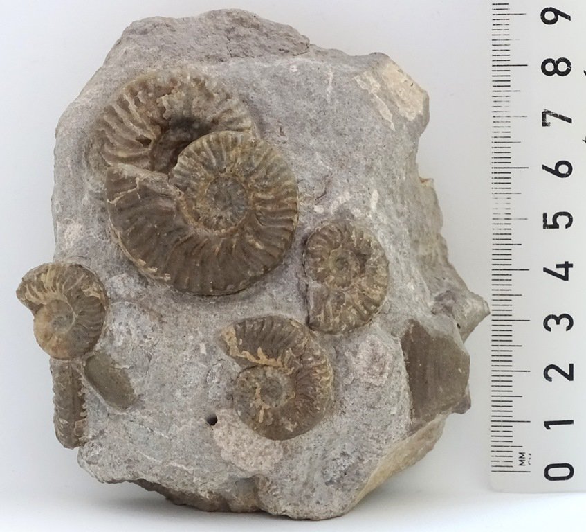 ForeshoreFossil's tweet image. Increasingly Rare Multi Block Six Lugwigias Murchisonae 0224:
foreshorefossils.com/product/block-…

#MotherNature #LoveFossils #Fossils