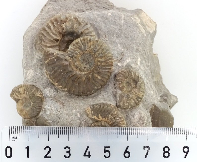 ForeshoreFossil's tweet image. Increasingly Rare Multi Block Six Lugwigias Murchisonae 0224:
foreshorefossils.com/product/block-…

#MotherNature #LoveFossils #Fossils