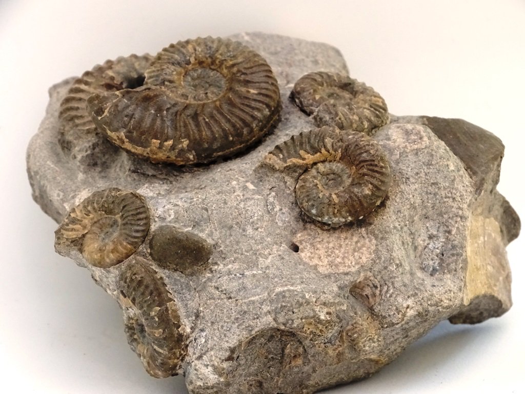 ForeshoreFossil's tweet image. Increasingly Rare Multi Block Six Lugwigias Murchisonae 0224:
foreshorefossils.com/product/block-…

#MotherNature #LoveFossils #Fossils