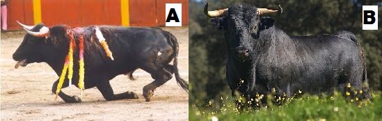 JOrtegaFr's tweet photo. Hay que ser algo malnacido para preferir A que B, pero como no podemos evitar a los taurinos seguiremos luchando por evitar la #tauromaquia https://t.co/b5yrGtnDYO