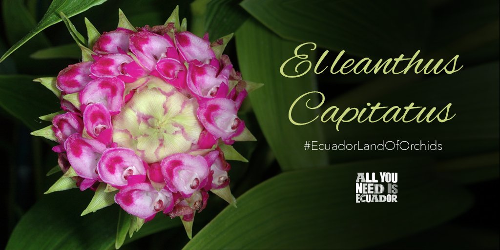 OrchidsEc's tweet photo. Elleanthus capitatus, oversized #orchid, typical of the #SantoDomingoDeLosTsachilas province, #Ecuador 👉 https://t.co/eaF04eWQ5m 🌸 https://t.co/d2fPWZXDfE