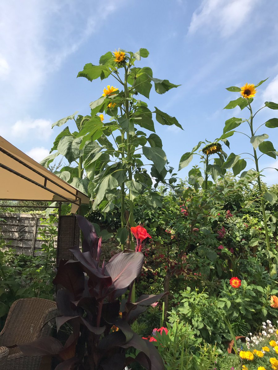 RedwoodBooking's tweet photo. Our sunflowers are doing well  @imagovenues  #GrowandShow https://t.co/xQl9OCtEac