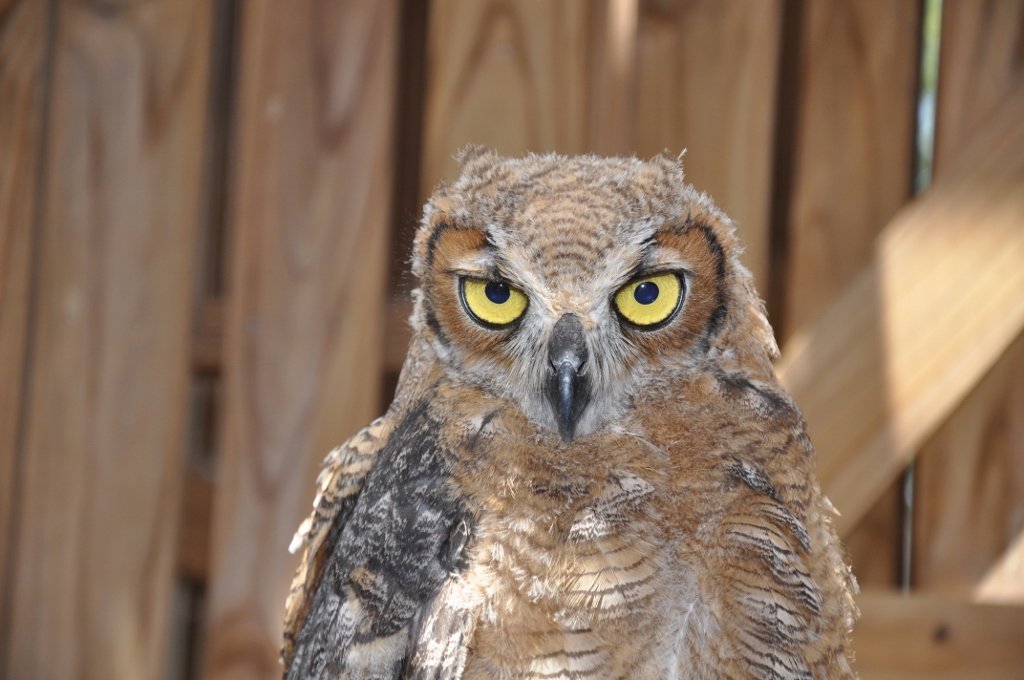 BirdRescueWF's tweet photo. Great Horned #Owls are big, aggressive &amp; hungry! We have to be careful when we go in to feed the ones in our large aviary. #GreatHornedOwl https://t.co/PY77AprR85