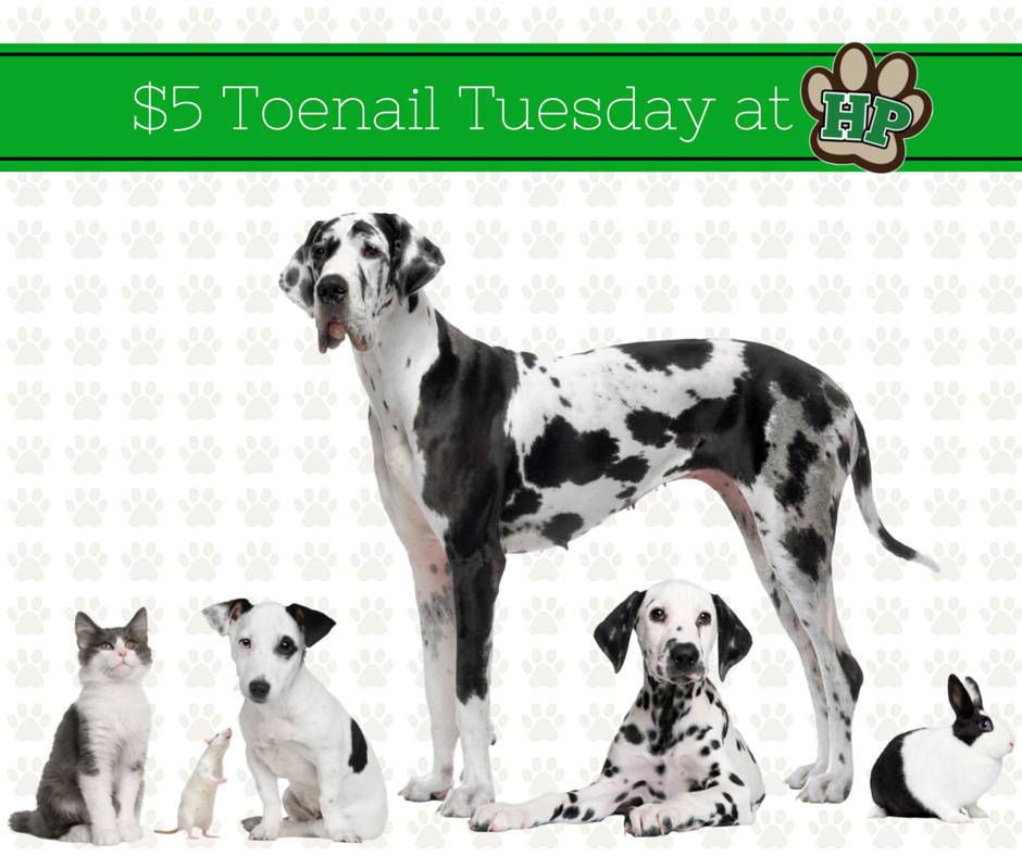 HealthiPaws's tweet photo. Take your pets for a ride today to Healthi Paws North (2912 Calumet Ave) for $5 Toenail Tuesday. First come/first serve until 6pm. https://t.co/ItW2O1mbez