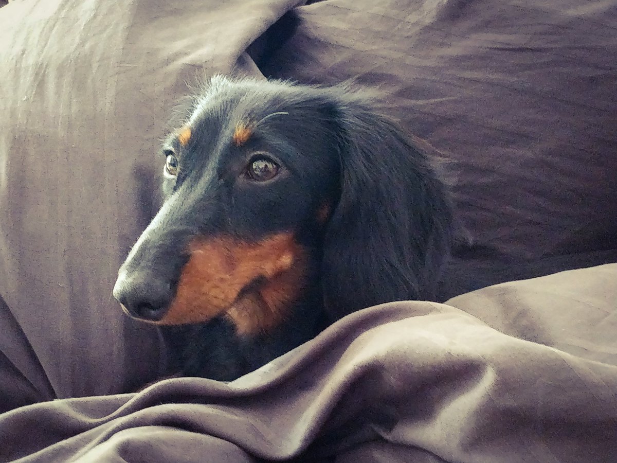 DachshundMerle's tweet photo. Lioness in the sheets. #dachshund #doglive https://t.co/Bl27q5aFvA